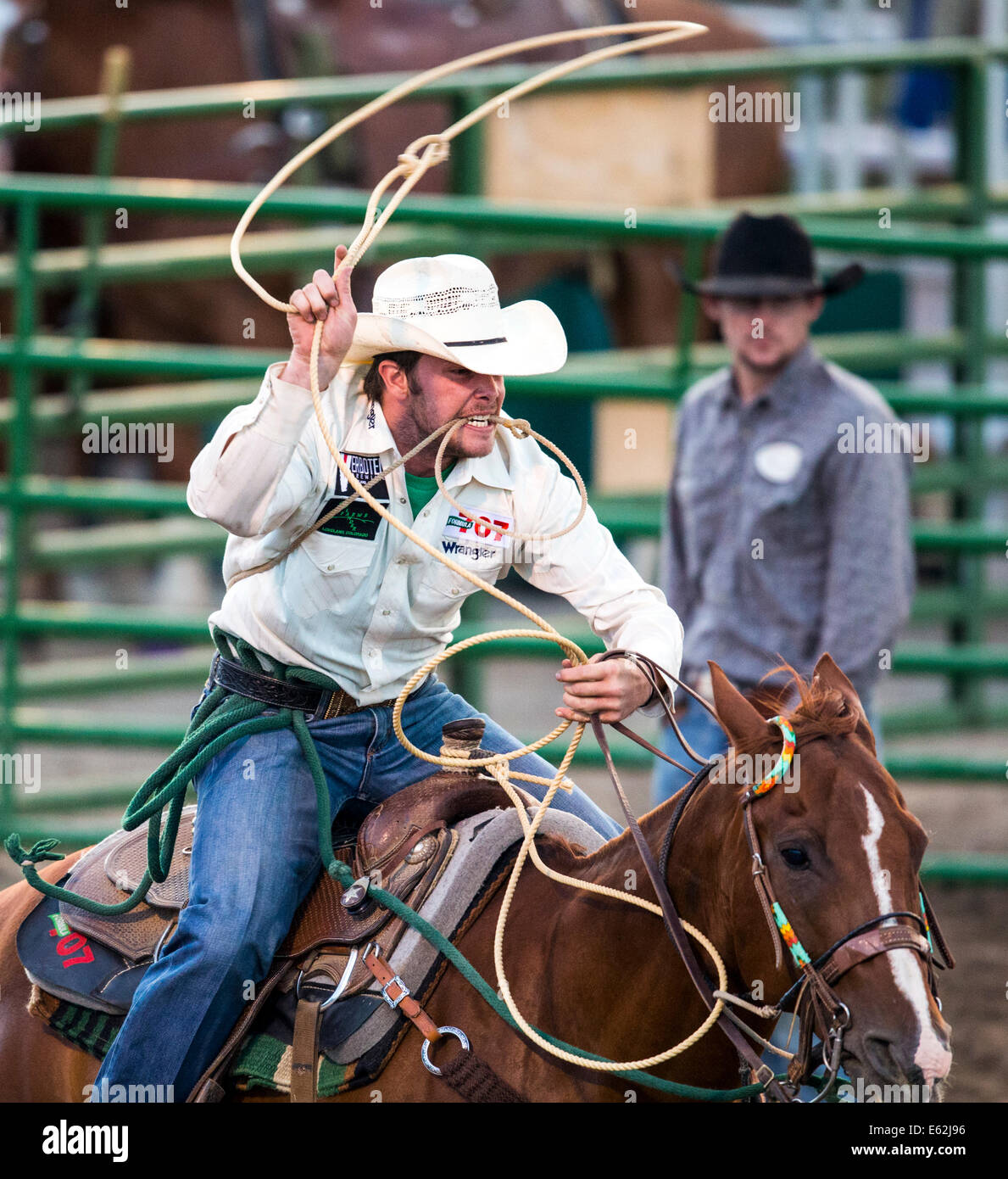 Cowboy zu Pferd konkurriert in der Tie-Down Abseilen Veranstaltung Chaffee County Fair & Rodeo Stockfoto
