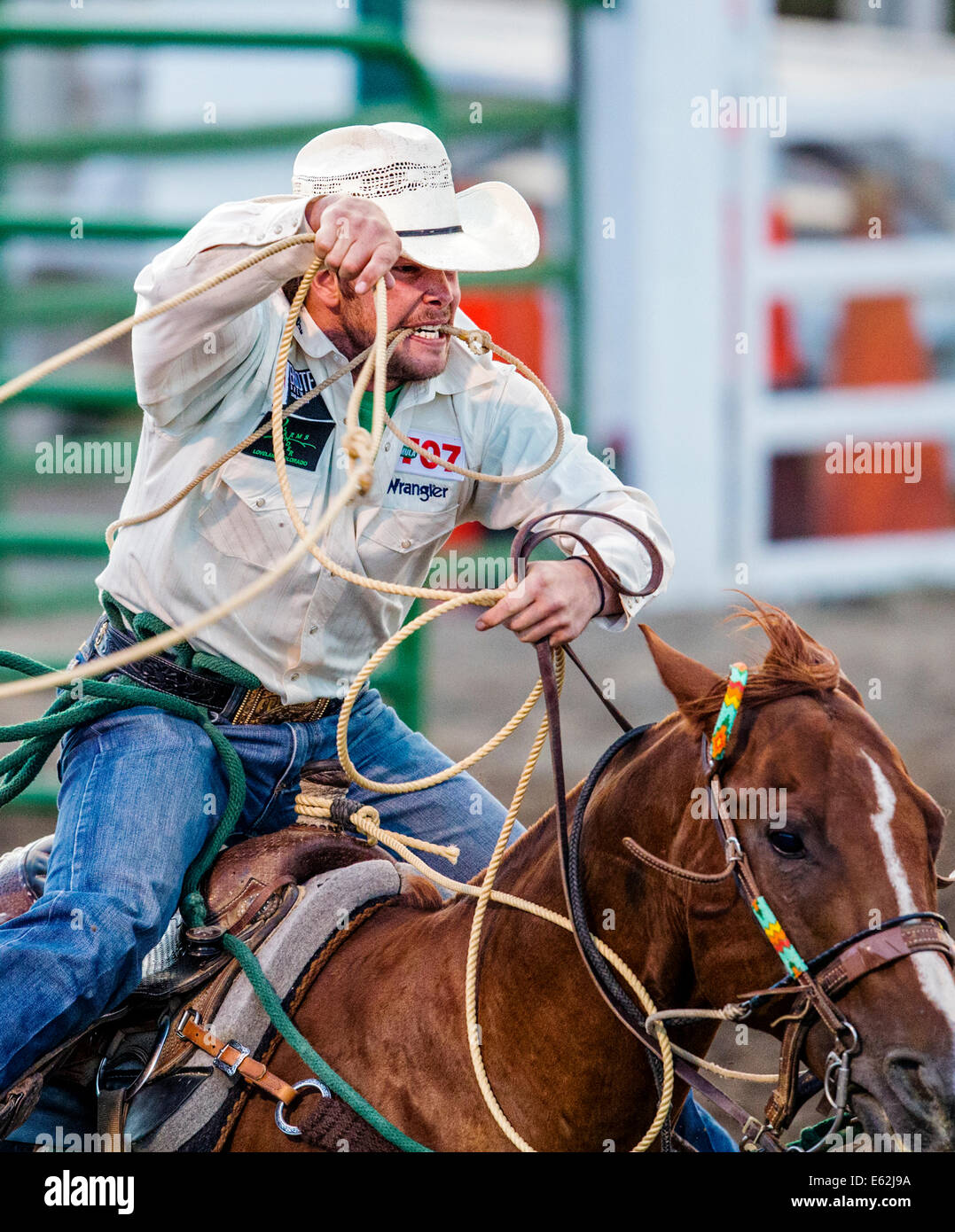 Cowboy zu Pferd konkurriert in der Tie-Down Abseilen Veranstaltung Chaffee County Fair & Rodeo Stockfoto