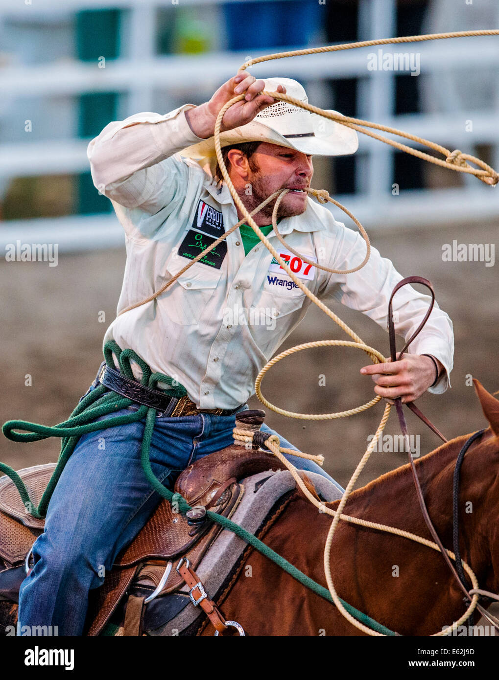 Cowboy zu Pferd konkurriert in der Tie-Down Abseilen Veranstaltung Chaffee County Fair & Rodeo Stockfoto