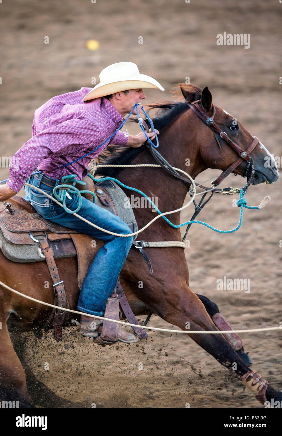 Cowboy zu Pferd konkurriert in der Tie-Down Abseilen Veranstaltung Chaffee County Fair & Rodeo Stockfoto