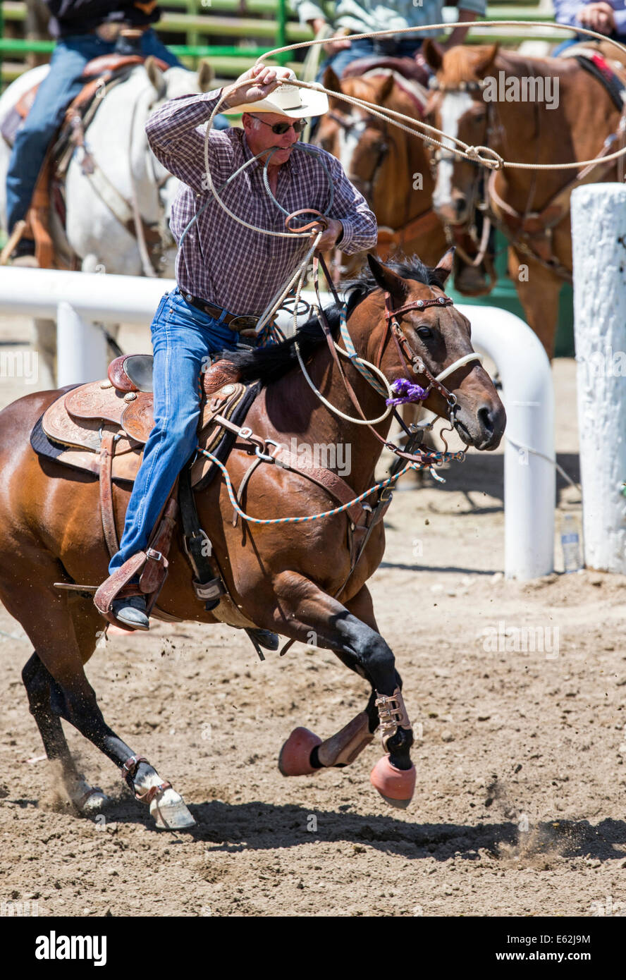 Cowboy zu Pferd konkurriert in der Tie-Down Abseilen Veranstaltung Chaffee County Fair & Rodeo Stockfoto