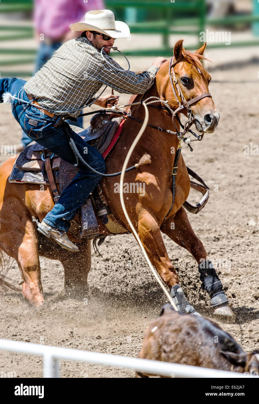 Cowboy zu Pferd konkurriert in der Tie-Down Abseilen Veranstaltung Chaffee County Fair & Rodeo Stockfoto