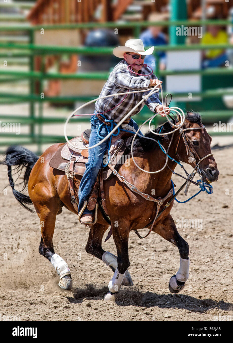 Cowboy zu Pferd konkurriert in der Tie-Down Abseilen Veranstaltung Chaffee County Fair & Rodeo Stockfoto