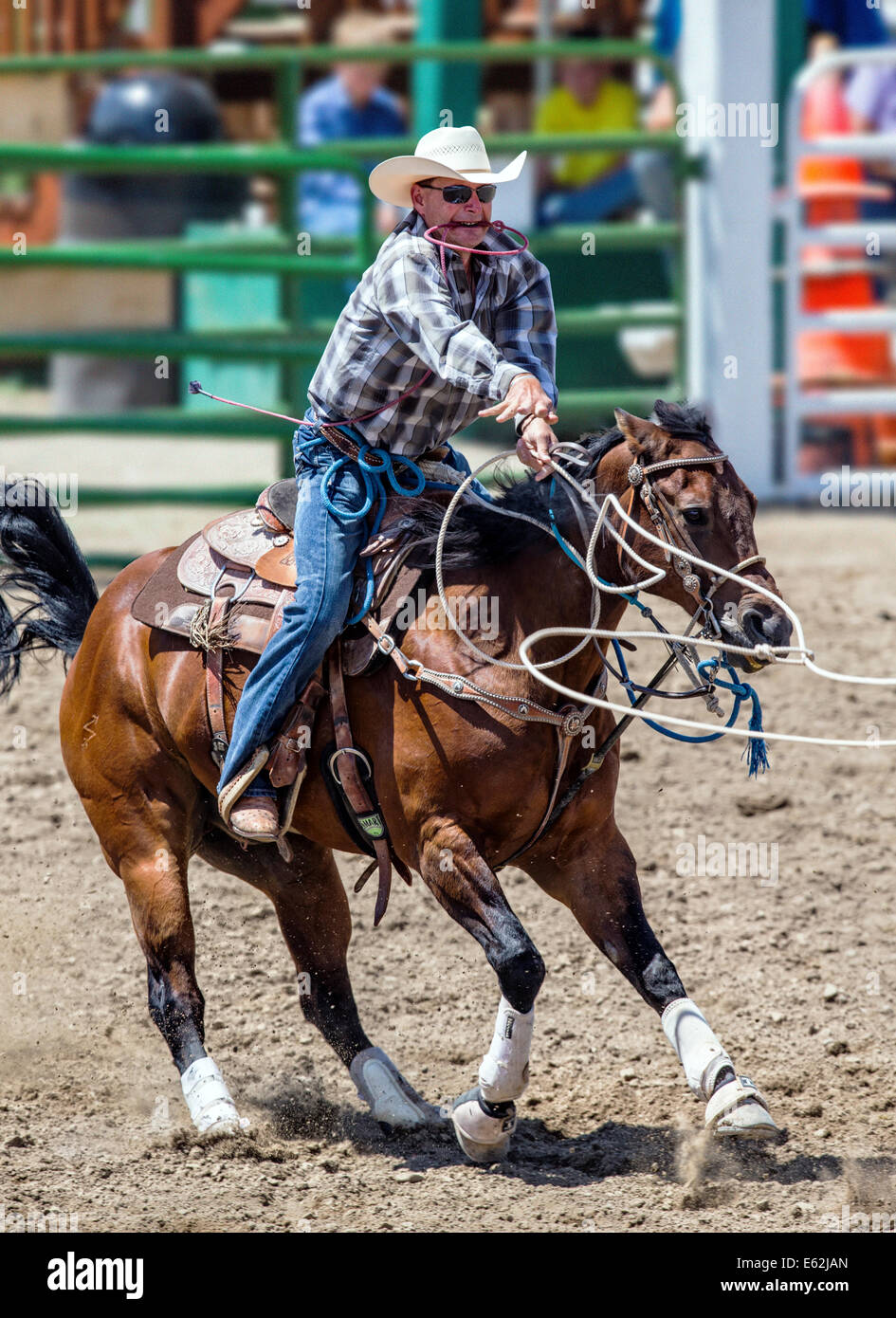 Cowboy zu Pferd konkurriert in der Tie-Down Abseilen Veranstaltung Chaffee County Fair & Rodeo Stockfoto