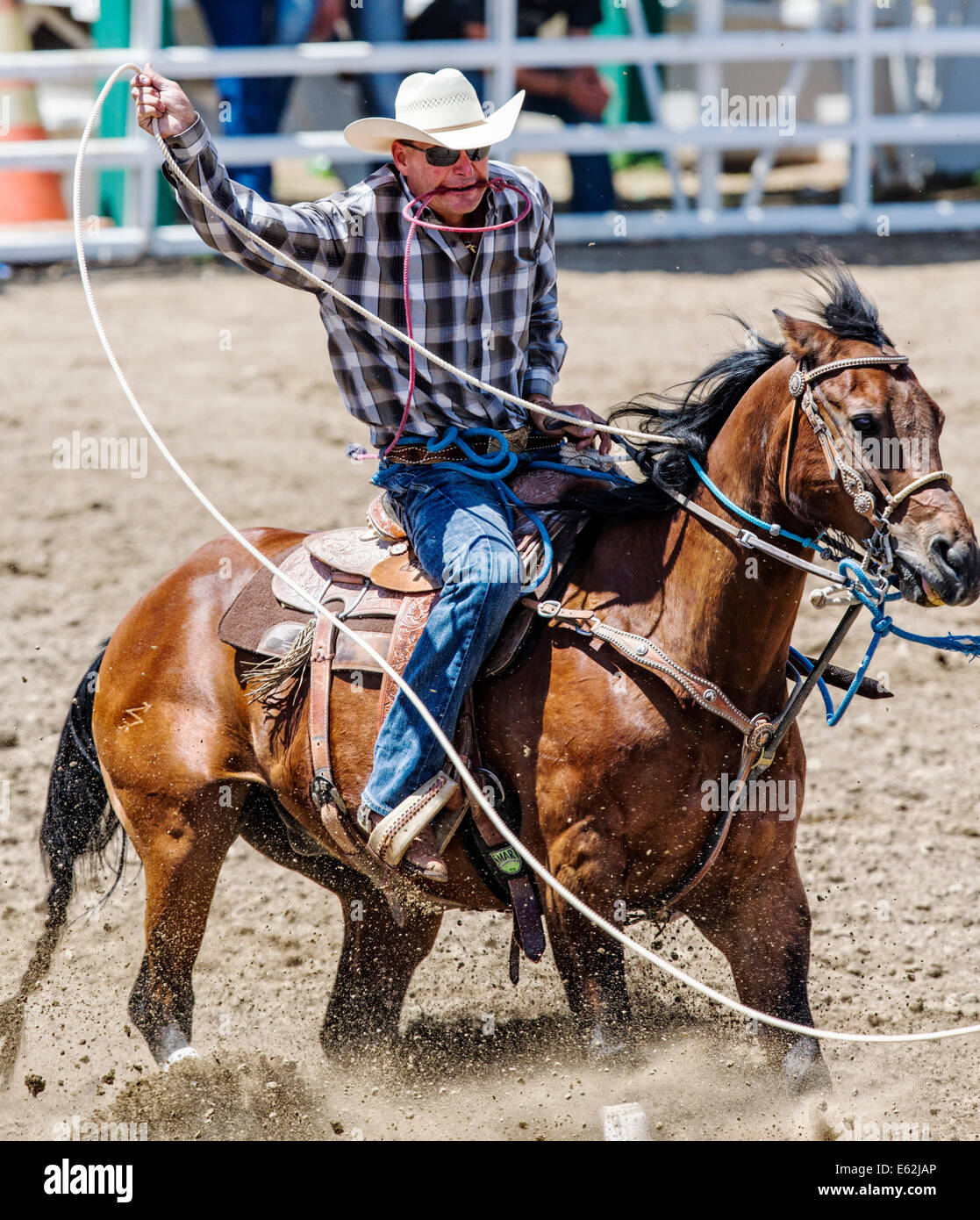 Cowboy zu Pferd konkurriert in der Tie-Down Abseilen Veranstaltung Chaffee County Fair & Rodeo Stockfoto