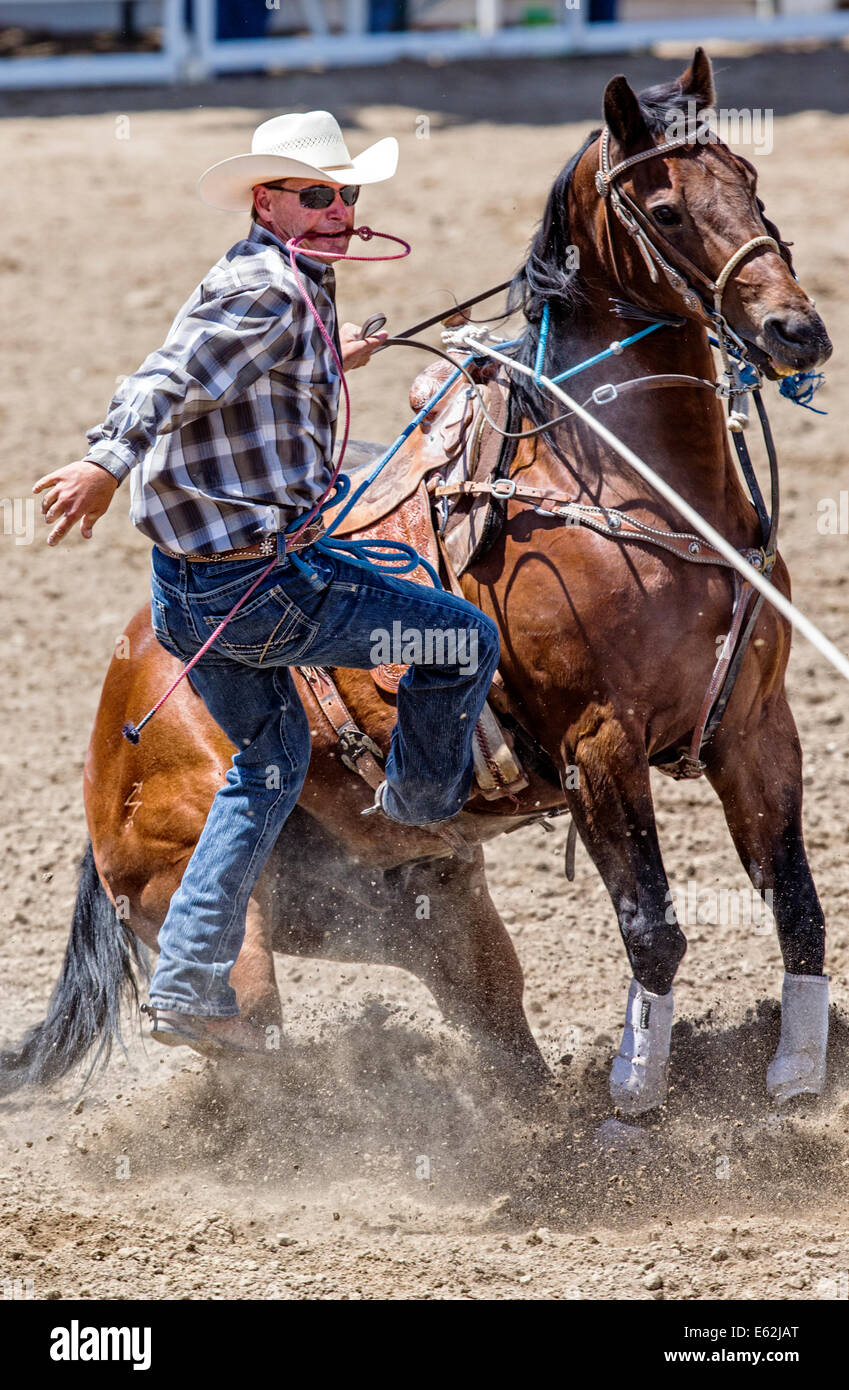 Cowboy zu Pferd konkurriert in der Tie-Down Abseilen Veranstaltung Chaffee County Fair & Rodeo Stockfoto