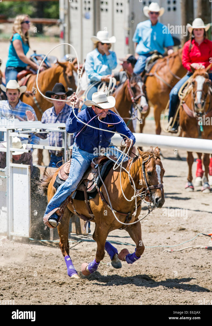Cowboy zu Pferd konkurriert in der Tie-Down Abseilen Veranstaltung Chaffee County Fair & Rodeo Stockfoto