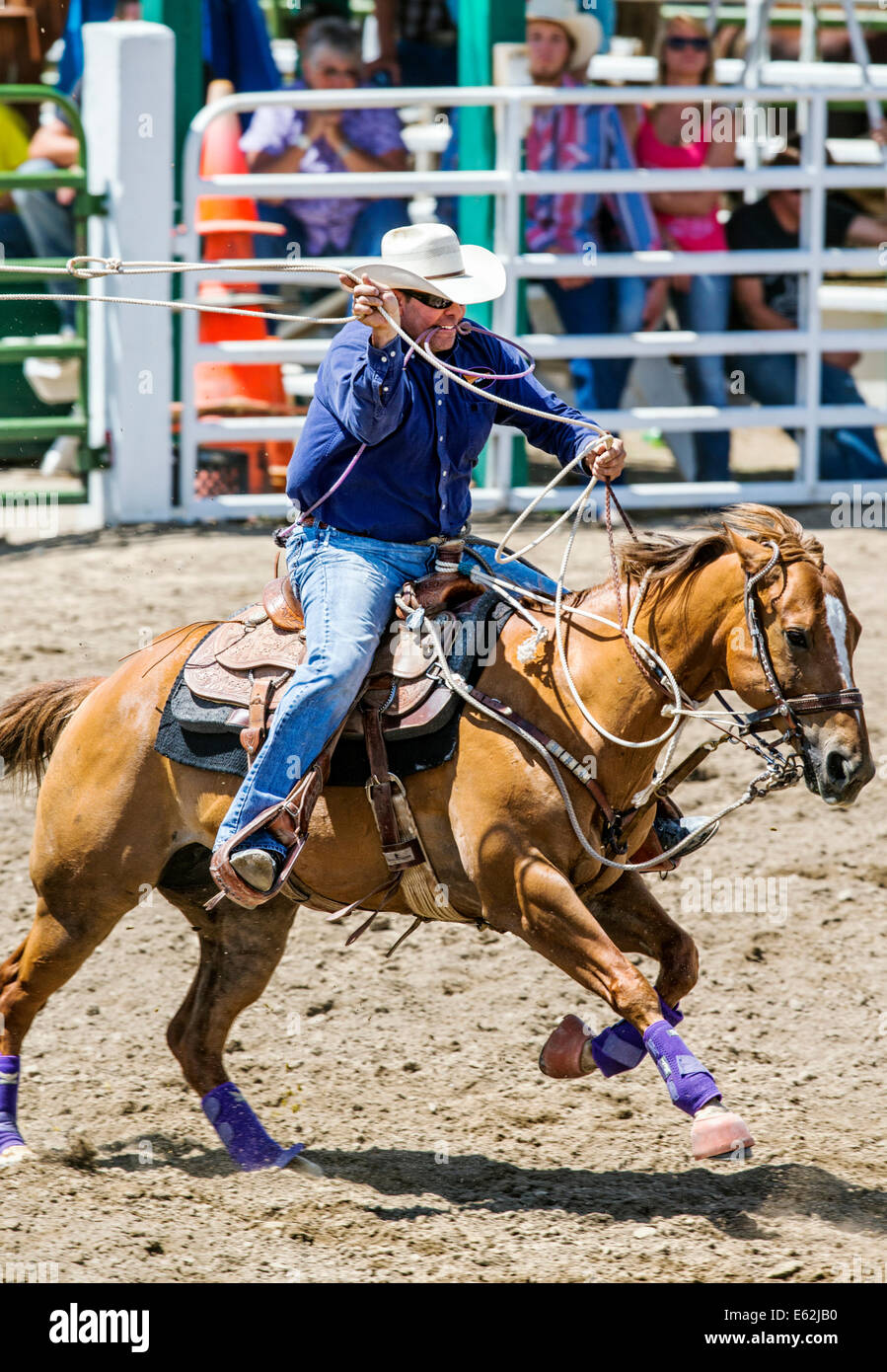 Cowboy zu Pferd konkurriert in der Tie-Down Abseilen Veranstaltung Chaffee County Fair & Rodeo Stockfoto