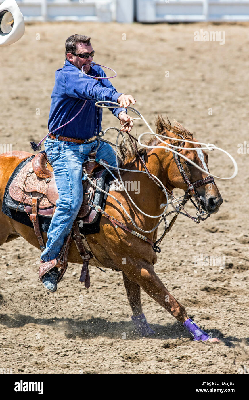 Cowboy zu Pferd konkurriert in der Tie-Down Abseilen Veranstaltung Chaffee County Fair & Rodeo Stockfoto