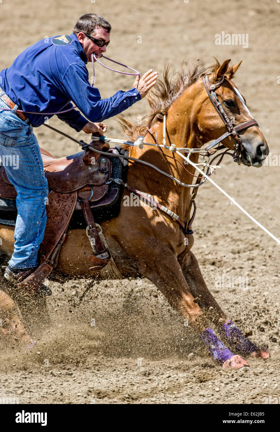 Cowboy zu Pferd konkurriert in der Tie-Down Abseilen Veranstaltung Chaffee County Fair & Rodeo Stockfoto