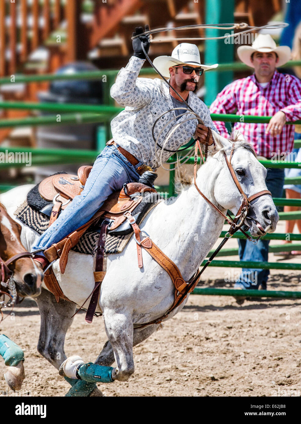Cowboy zu Pferd konkurriert in der Tie-Down Abseilen Veranstaltung Chaffee County Fair & Rodeo Stockfoto