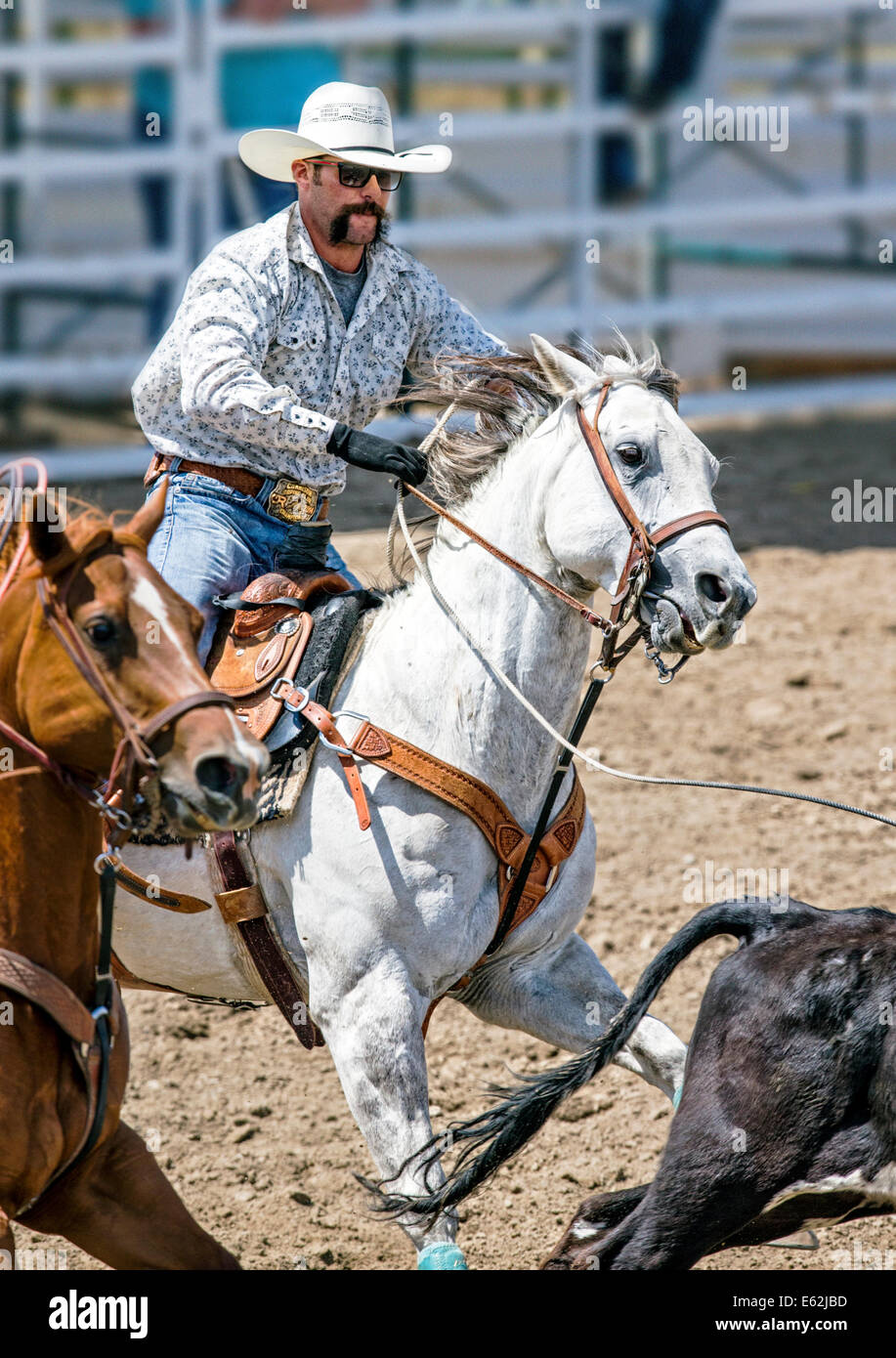 Cowboy zu Pferd konkurriert in der Tie-Down Abseilen Veranstaltung Chaffee County Fair & Rodeo Stockfoto