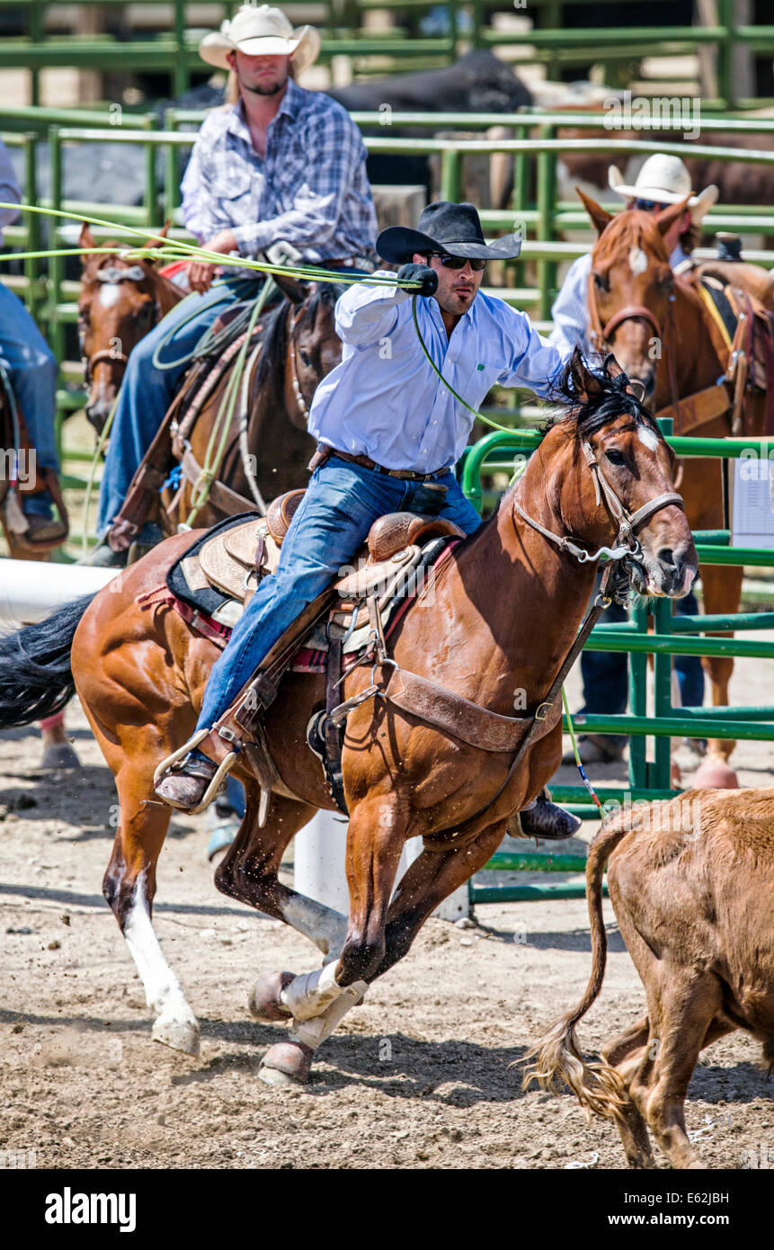 Cowboy zu Pferd konkurriert in der Tie-Down Abseilen Veranstaltung Chaffee County Fair & Rodeo Stockfoto