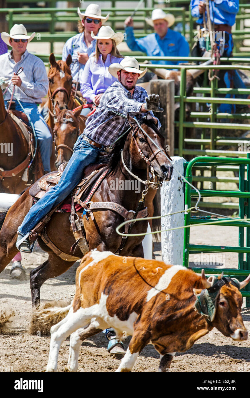 Cowboy zu Pferd konkurriert in der Tie-Down Abseilen Veranstaltung Chaffee County Fair & Rodeo Stockfoto