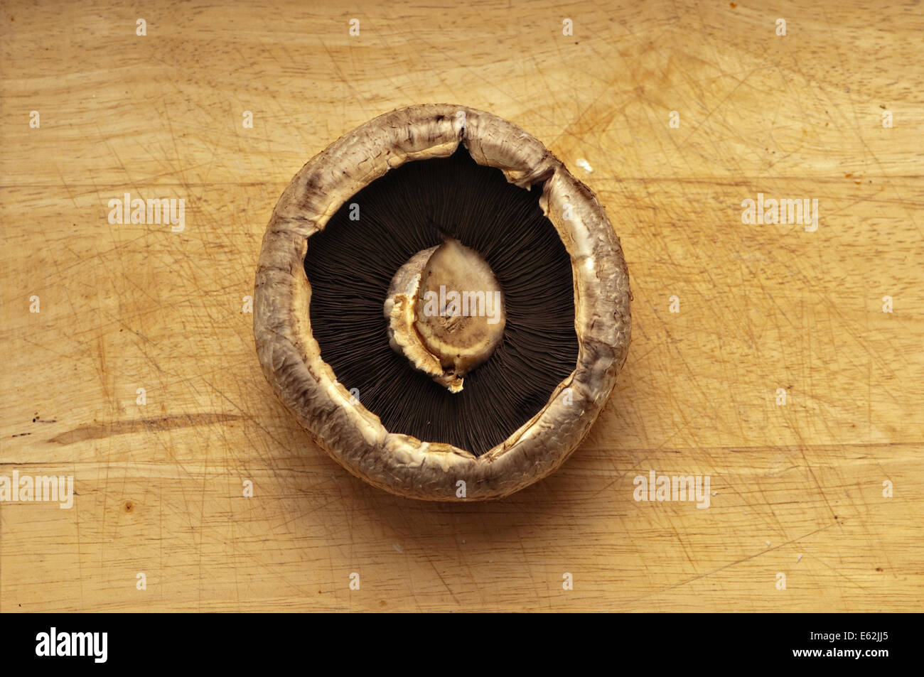 Portobello-Pilze kann frisch aus dem Wald Stockfoto