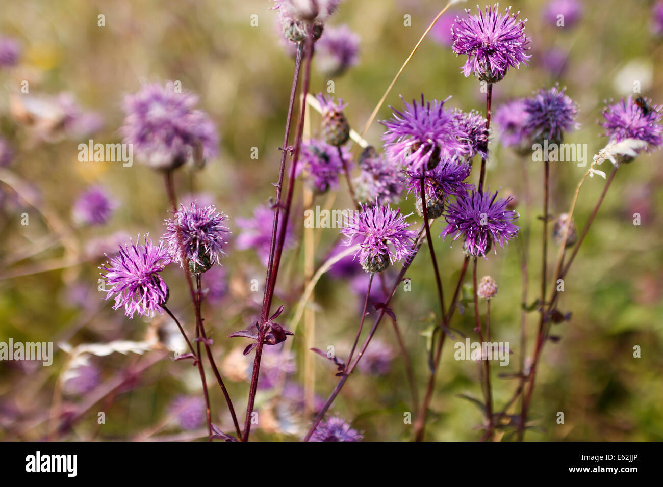 Cirsium Arvense Blumen im Sommer field Stockfoto