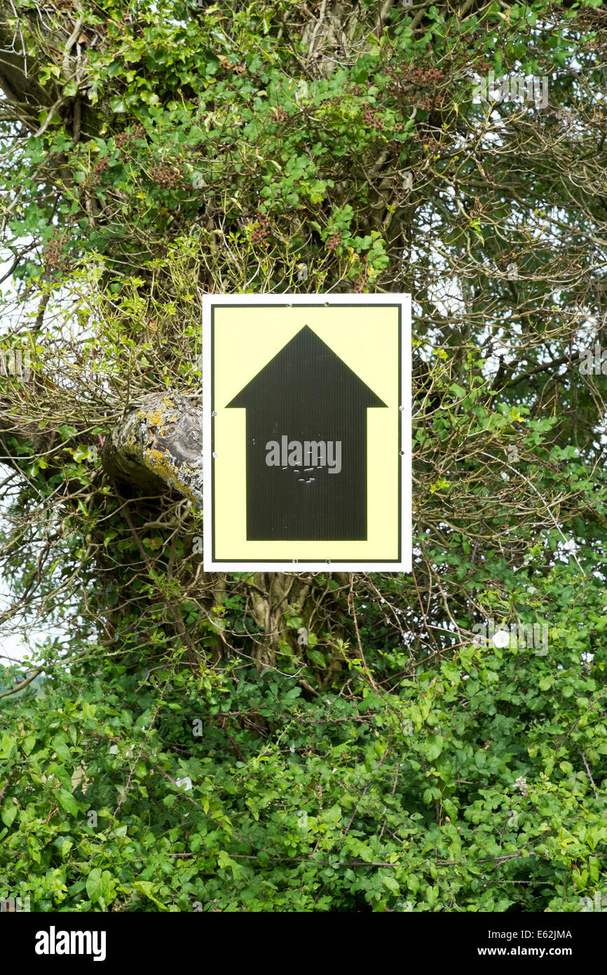 Schwarzer Pfeil auf gelbem Hintergrund weisenden in Baum Stockfoto
