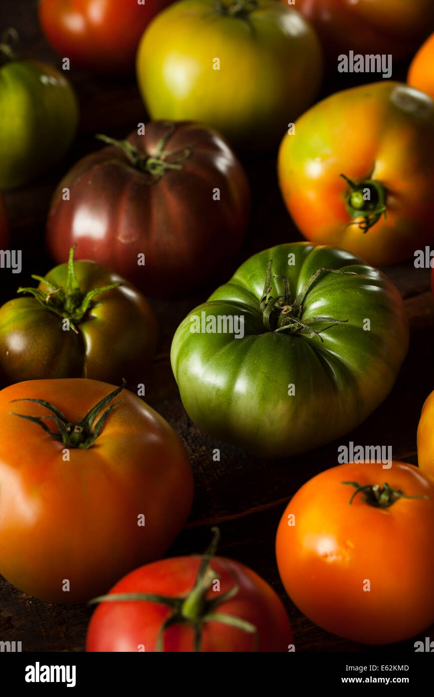 Bunte Bio Heirloom Tomaten frisch aus dem Garten Stockfoto