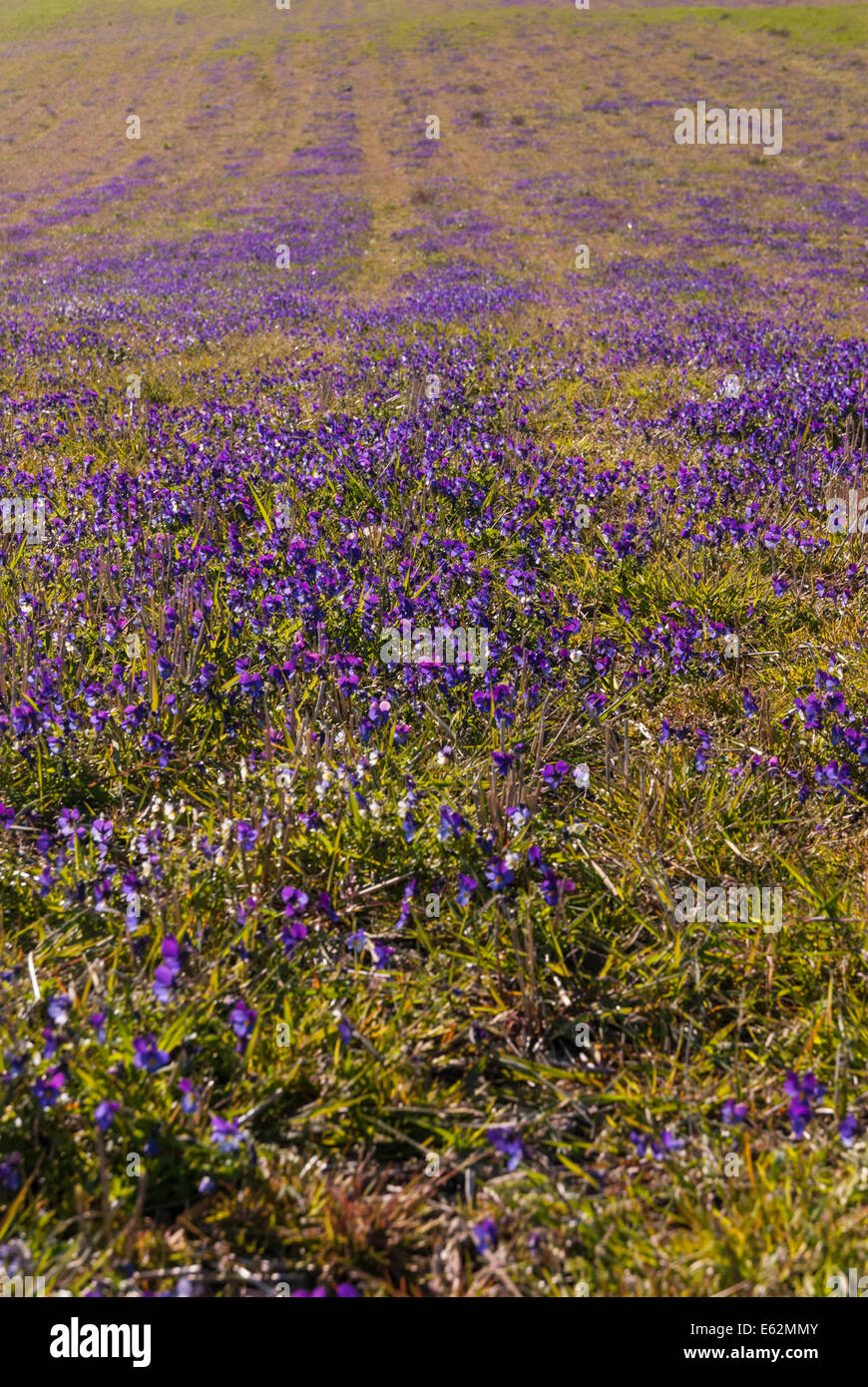Ein Feld von lila Viola, Viola Tricolor, in Orkney, Schottland Stockfoto