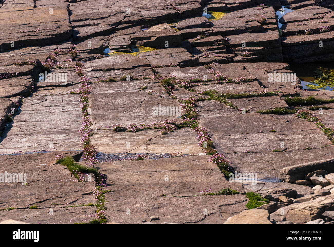 Meer Sparsamkeit, Armeria Maritima, wächst in die Risse in den Felsen an der Küste in Orkney Stockfoto