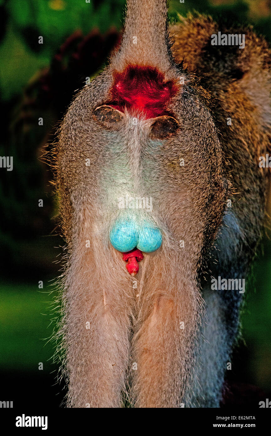 Heck des männlichen schwarz konfrontiert Vervet Affen zeigen Penis Anus rot  und leuchtend blauen Hodensack in der Nähe von Lake Naivasha Kenia Afrika  Stockfotografie - Alamy