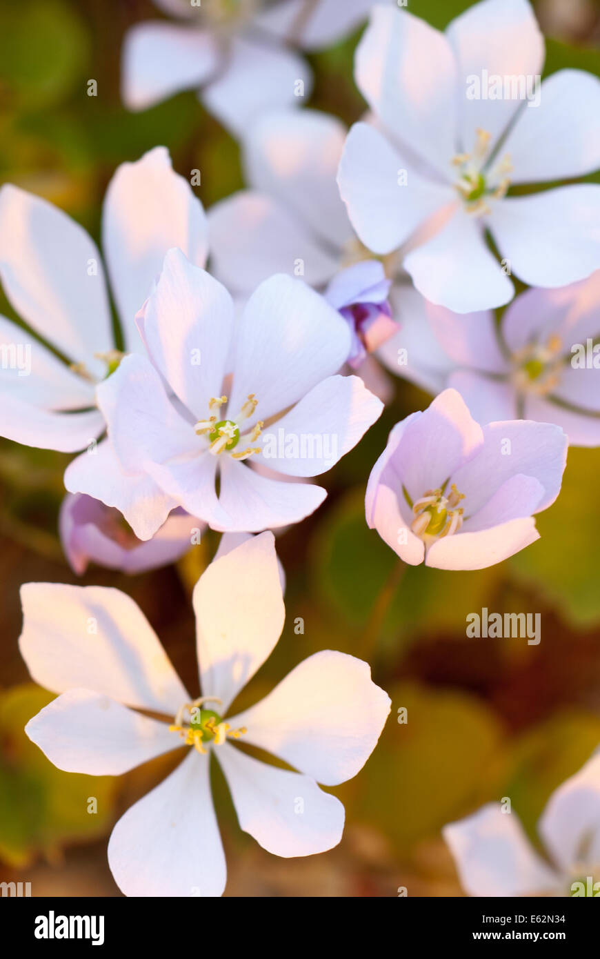 Jeffersonia Dubia, Staude. April. Porträt von blass lila Blüten hautnah. Stockfoto