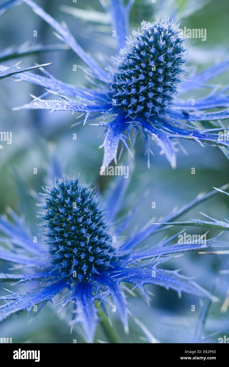 Eryngium Big Blue Stockfotos und bilder Kaufen Alamy