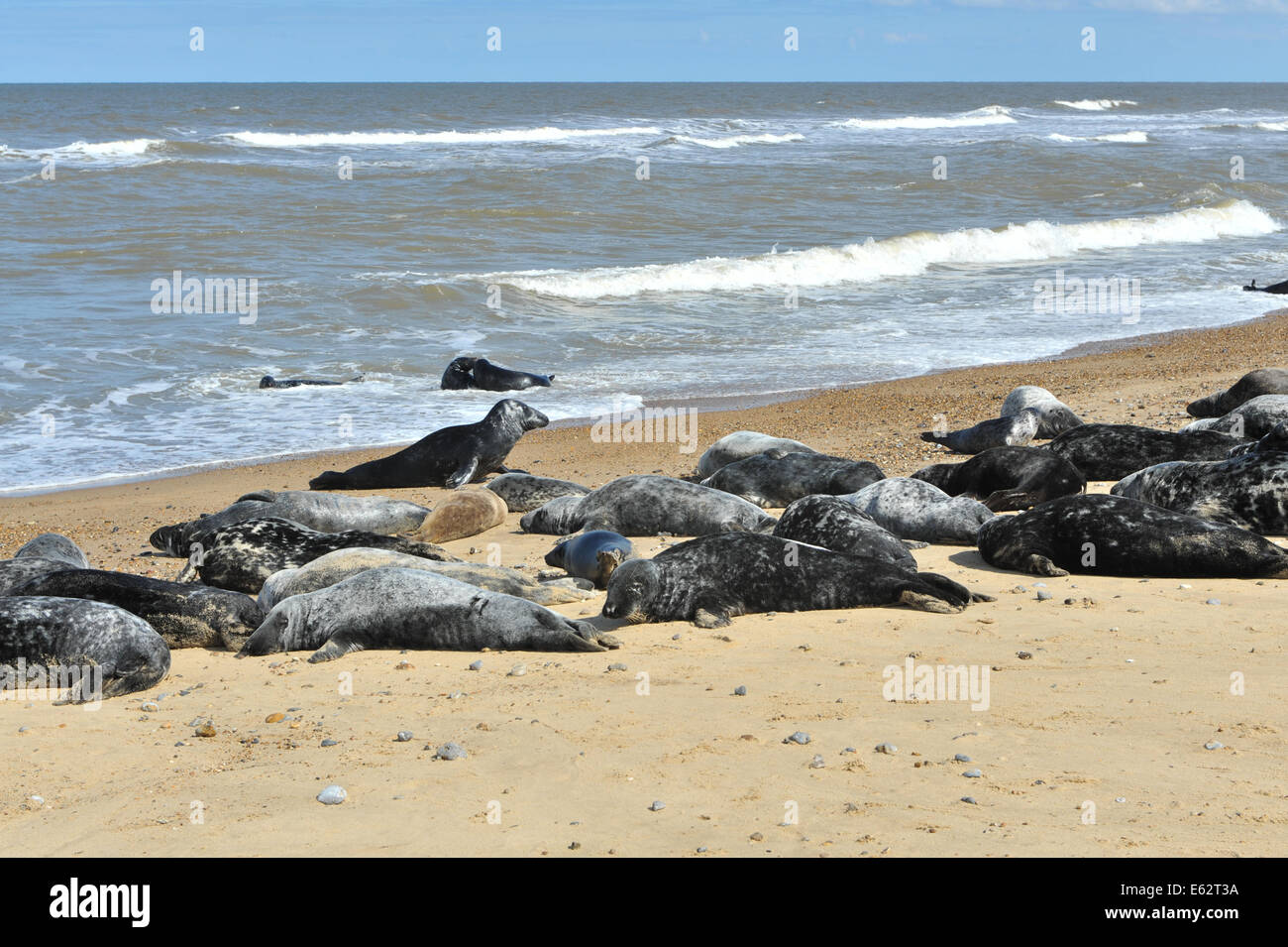 Horsey Strand dichtet die Küste von Norfolk, East Anglia, England Stockfoto