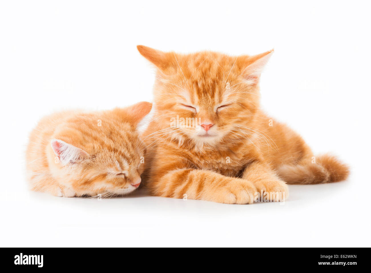 Zwei kleine Ginger Britisch Kurzhaar Katzen auf weißem Hintergrund Stockfoto