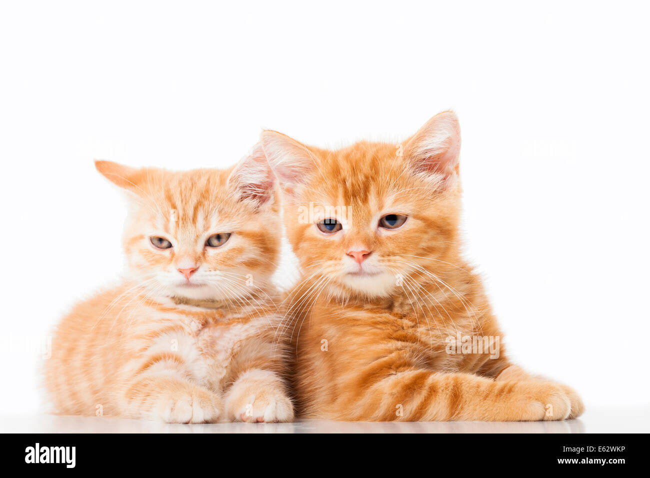 Zwei kleine Ginger Britisch Kurzhaar Katzen auf weißem Hintergrund Stockfoto