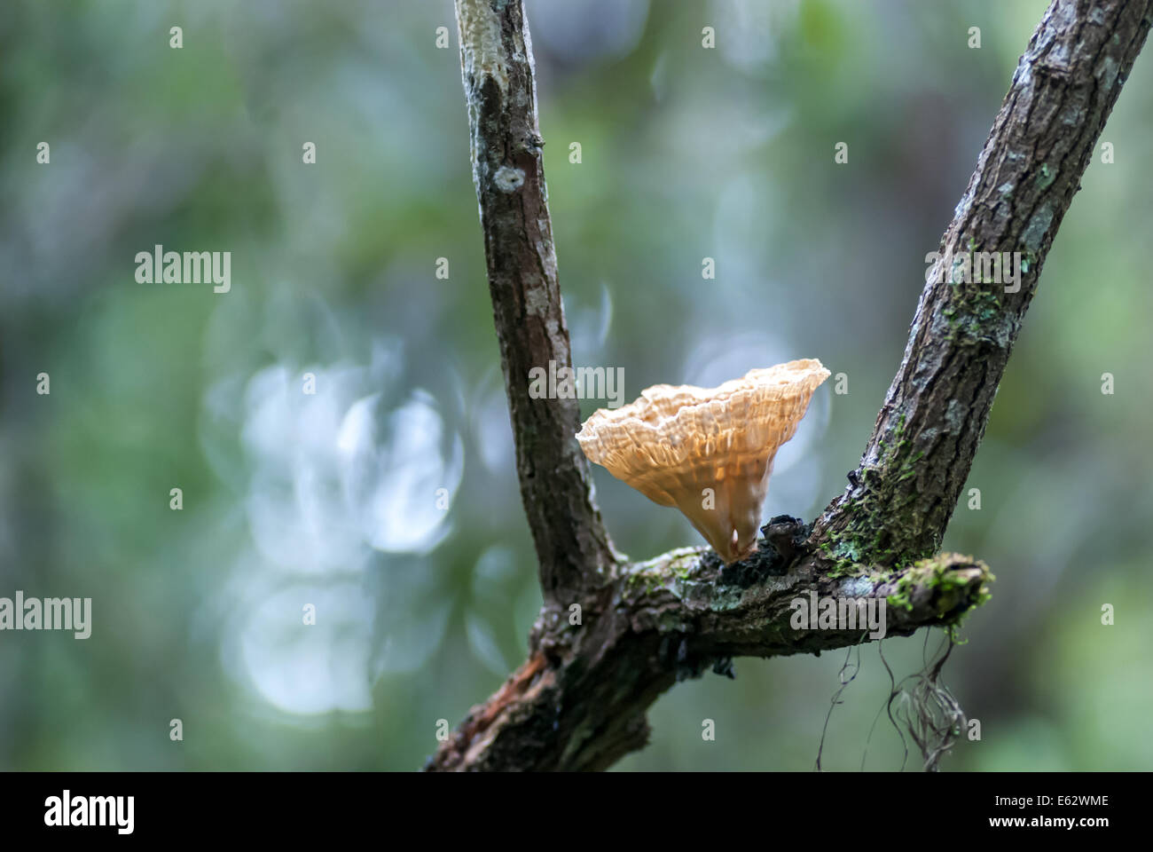 Ein sanfte Pilz wächst aus einem Ast in einem Feuchtgebiet Florida Stockfoto