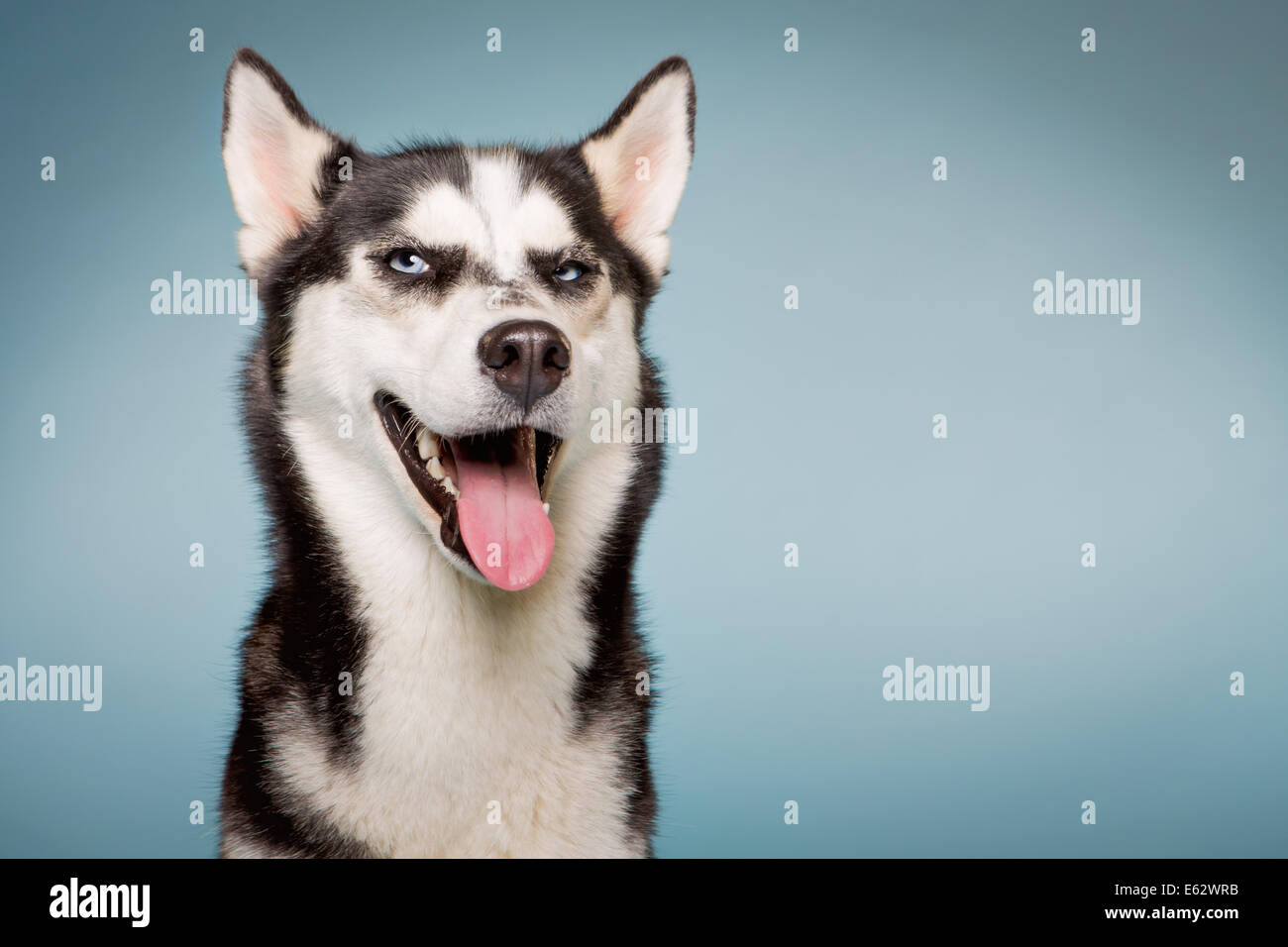 Siberian Husky Hund schaut verschmitzt aus der Ecke der Augen Stockfoto