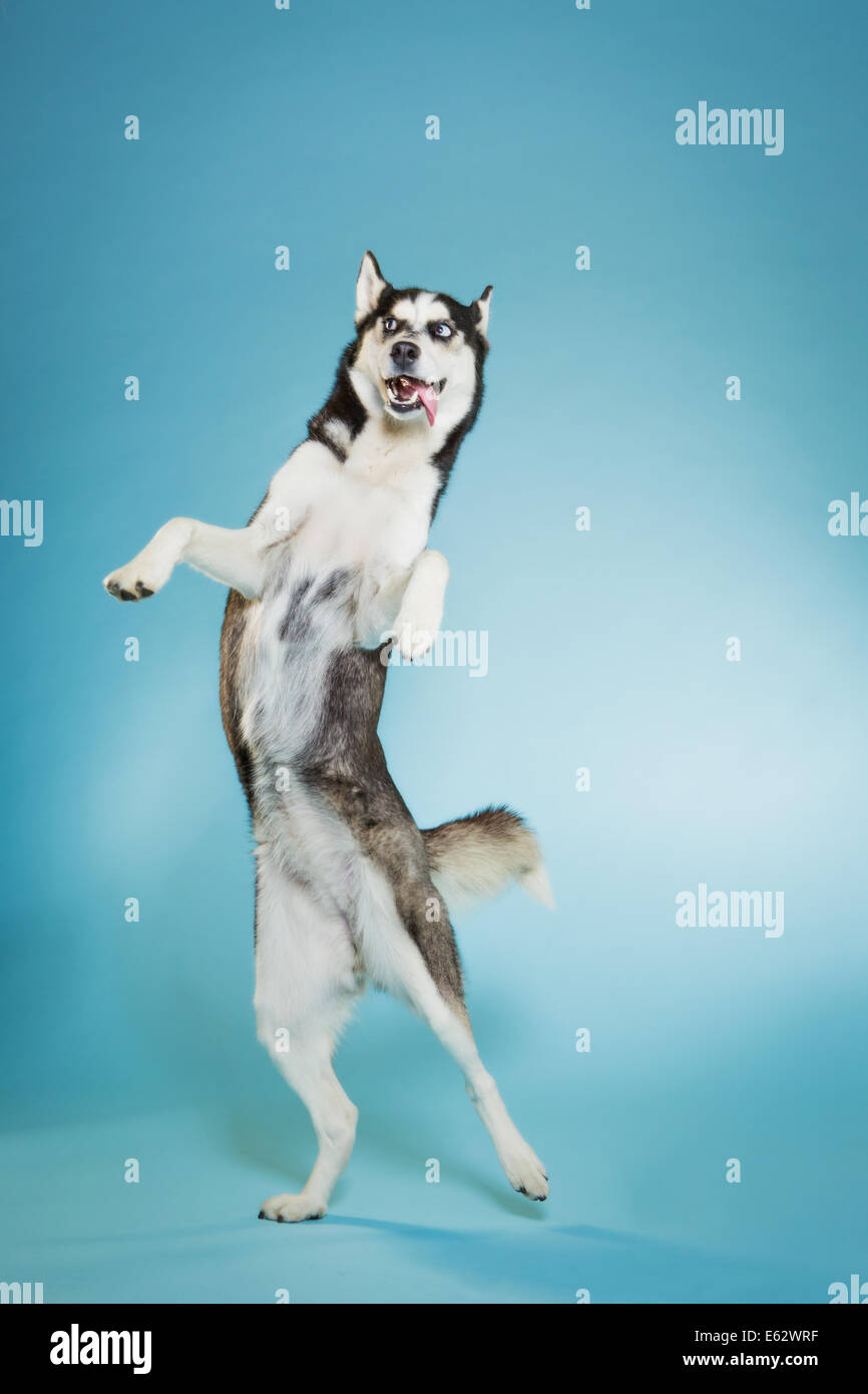 Siberian Husky tanzen auf zwei Beinen Stockfoto