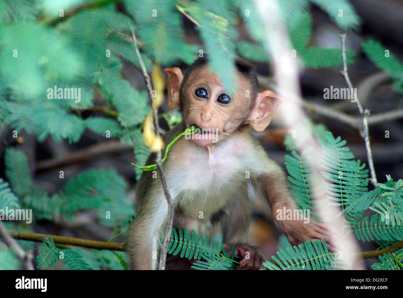 Kleine Affen essen Pflanze Baby Rhesus-Makaken junge Affen Kind in Indien wildlife Stockfoto