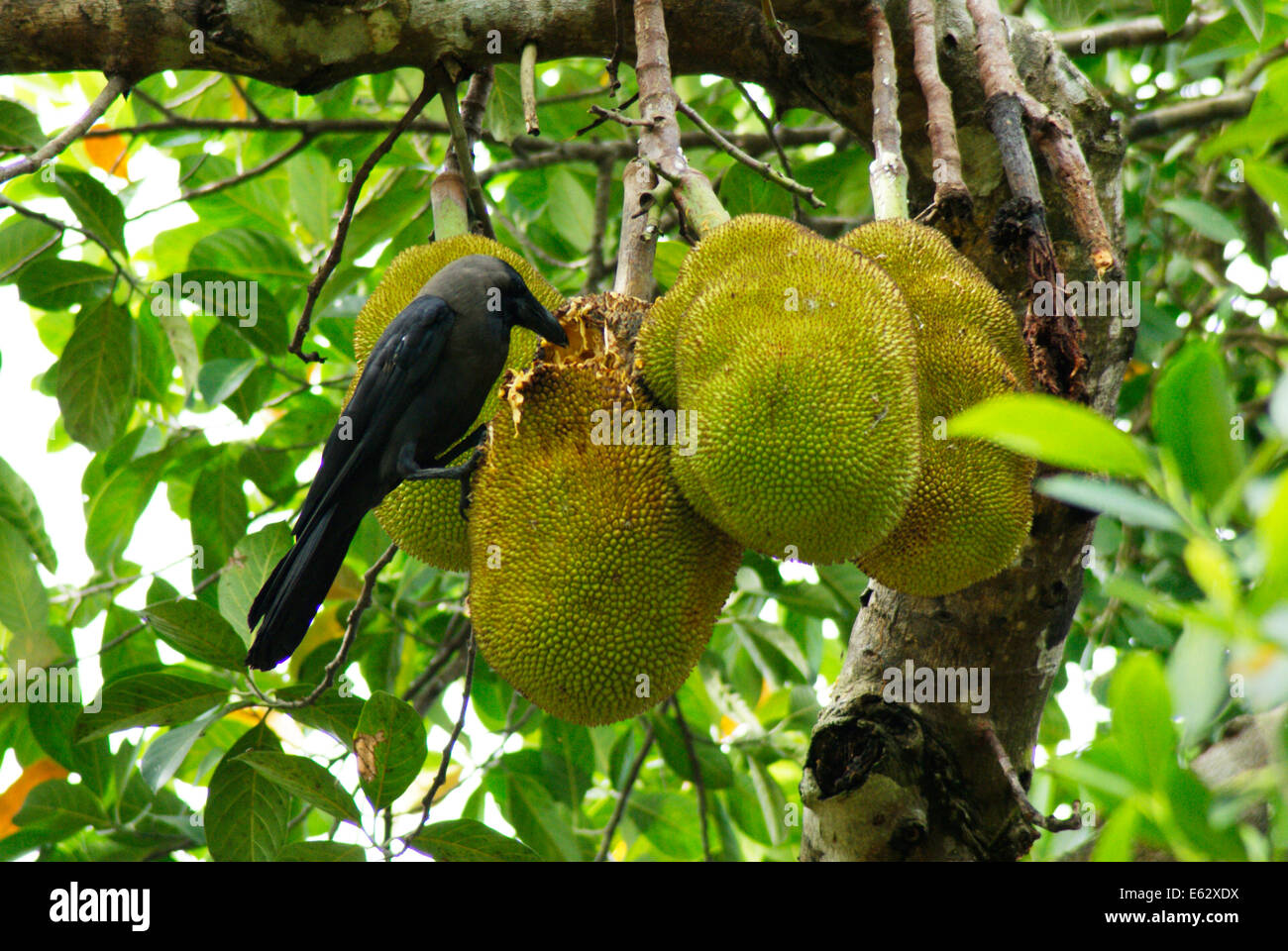 Krähe Vogel Essen Jackfrüchte auf Jackfrucht Baum Kerala Indien Stockfoto