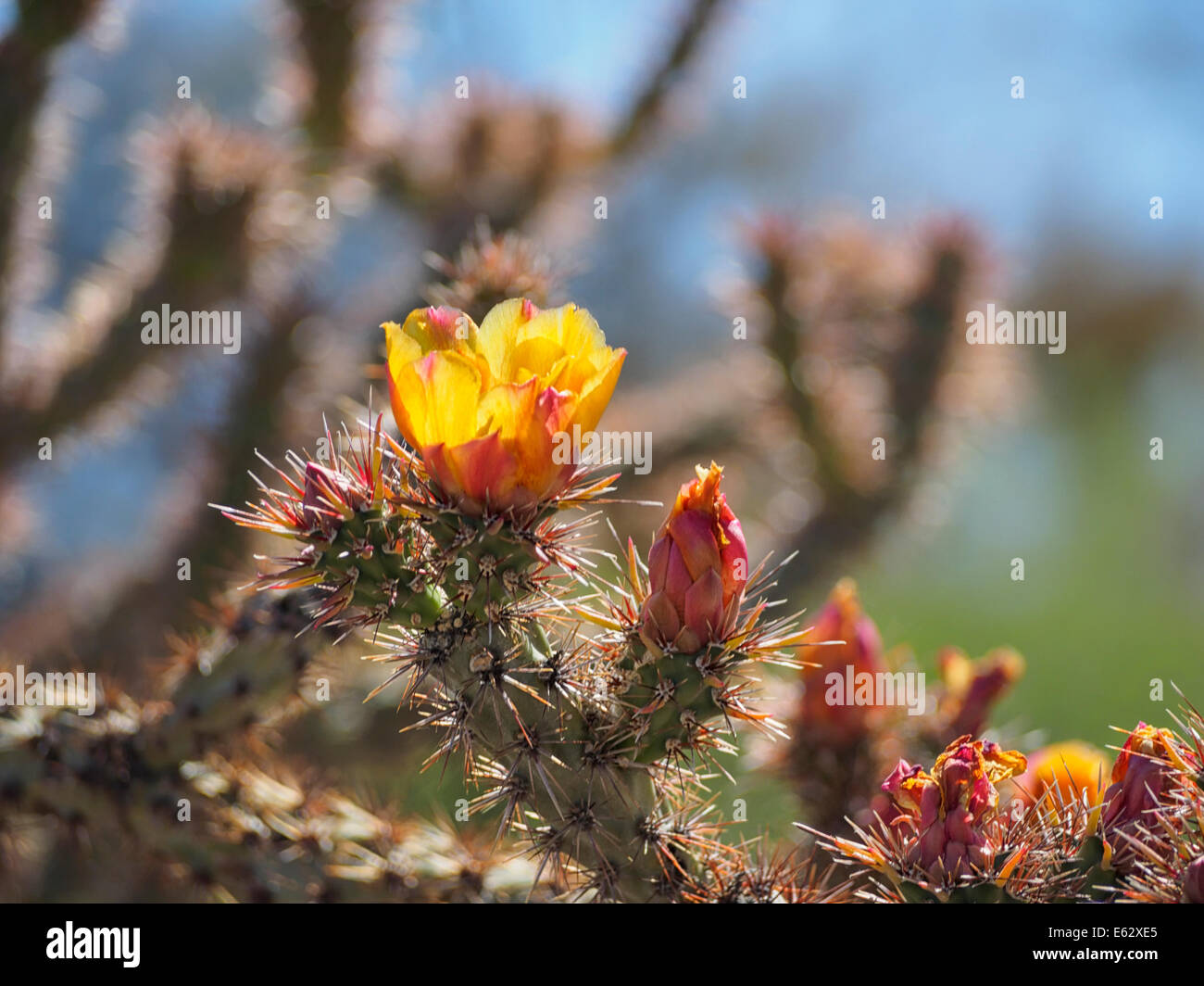 Nahaufnahme der gelben Blüten und Knospen auf einem Buckhorn Cholla Kaktus in der Wüste von Arizona Sonora mit Textfreiraum Stockfoto