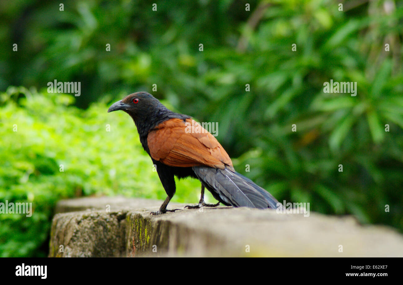 Mehr erholsam oder Krähe Fasan Vogel ruht auf mehrschalige Wand in Kerala Indien (sehr glücklicher Vogel) Stockfoto