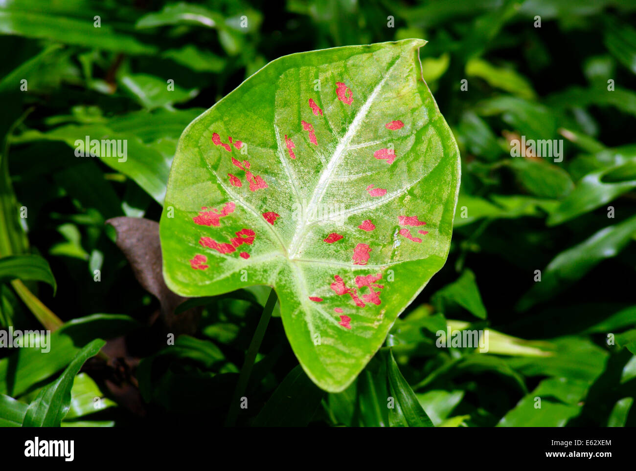 Bunte Vielfalt Phantasie Caladium Blatt Stockfoto