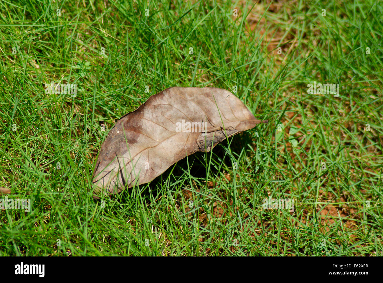 Einzigen gefallen alte Blatt am Gras Laub im Herbst closeup Stockfoto