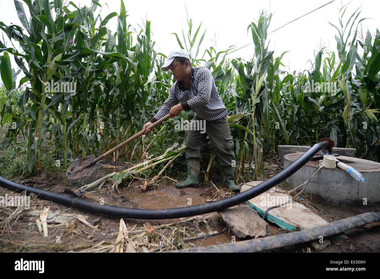 (140813)--FUXIN, 13. August 2014 (Xinhua)--ein Bauer sein Feld durch das Pumpen von Wasser aus einem Brunnen in Qingshan Dorf von Fuxin mongolische autonome Grafschaft, Nordosten Chinas Liaoning Provinz, 13. August 2014 bewässert. Provinz Liaoning leidet die härtesten Dürre in 63 Jahren mit seinen Niederschlag seit Juli ein Rekordtief seit Beginn der meteorologischen Aufzeichnungen im Jahr 1951. Die Trockenheit kann verursacht werden durch die Wetter-Anomalie, bekannt als El Nino, die in der Regel Dürre in Nordchina auslöst, während bringen mehr Regen zu südlichem China. Liaoning hat seine Notfallmaßnahmen, die dritte-zwe angehoben Stockfoto