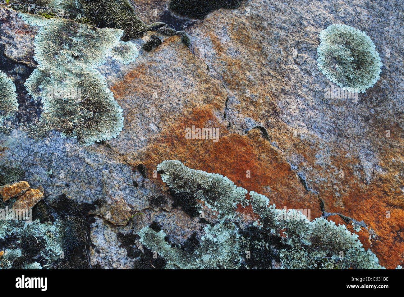 Flechten Sie auf einem Granitblock neben den Avon River, Western Australia. Stockfoto