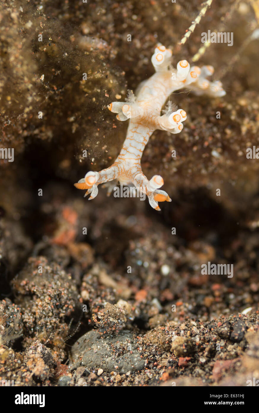 Nacktschnecke gleiten über die Korallen in Bali, Indonesien Stockfoto