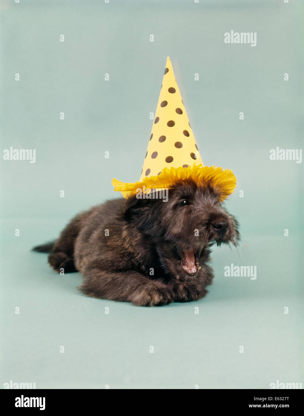 1990ER JAHREN MÜDE SKYE TERRIER VON ZU VIEL SPAß BEIM TRAGEN GELBE UND SCHWARZE POLKA DOT PARTYHUT MUND GÄHNEN OFFEN LIEGEND Stockfoto