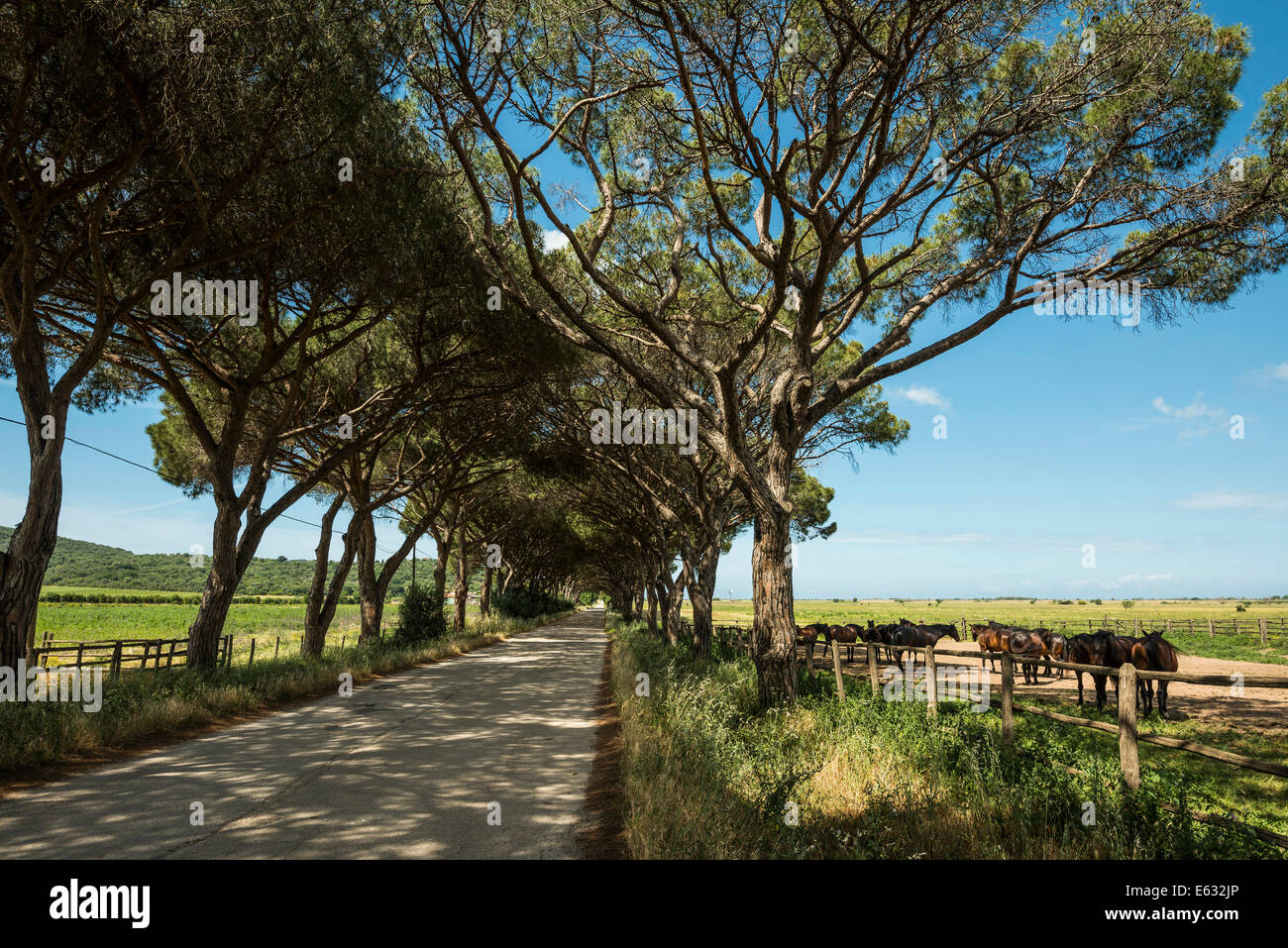 Herde von Pferden und Pine Avenue, natürlichen Park der Maremma bei Grosseto, Toskana, Italien Stockfoto