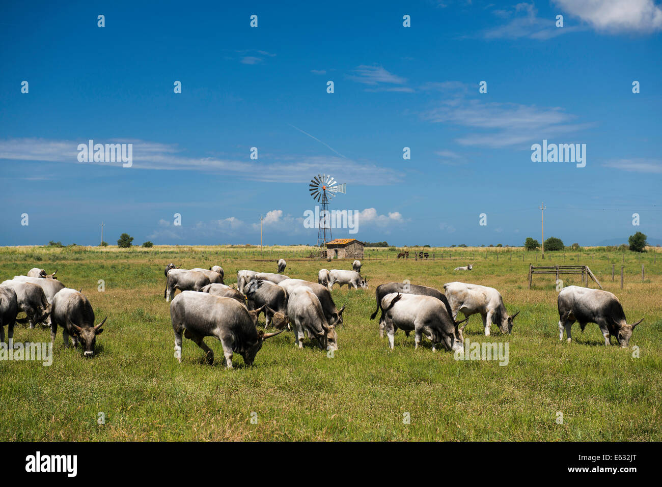 Herde von Rindern, natürlichen Park der Maremma bei Grosseto, Toskana, Italien Stockfoto