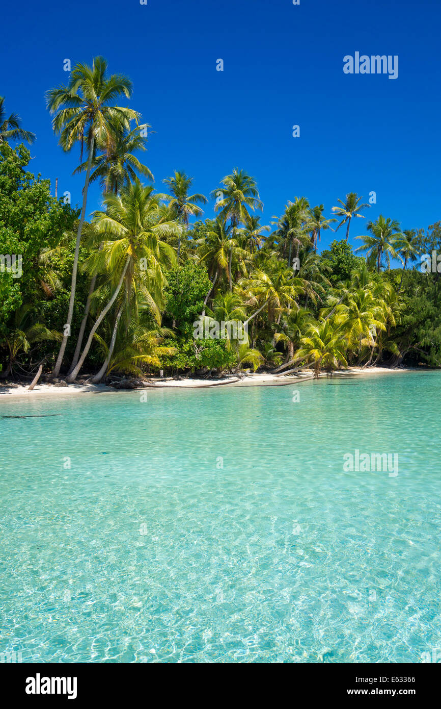 Lagune mit einem sandigen Strand und Palmen Bäume, Peleliu, Palau, Mikronesien Stockfoto
