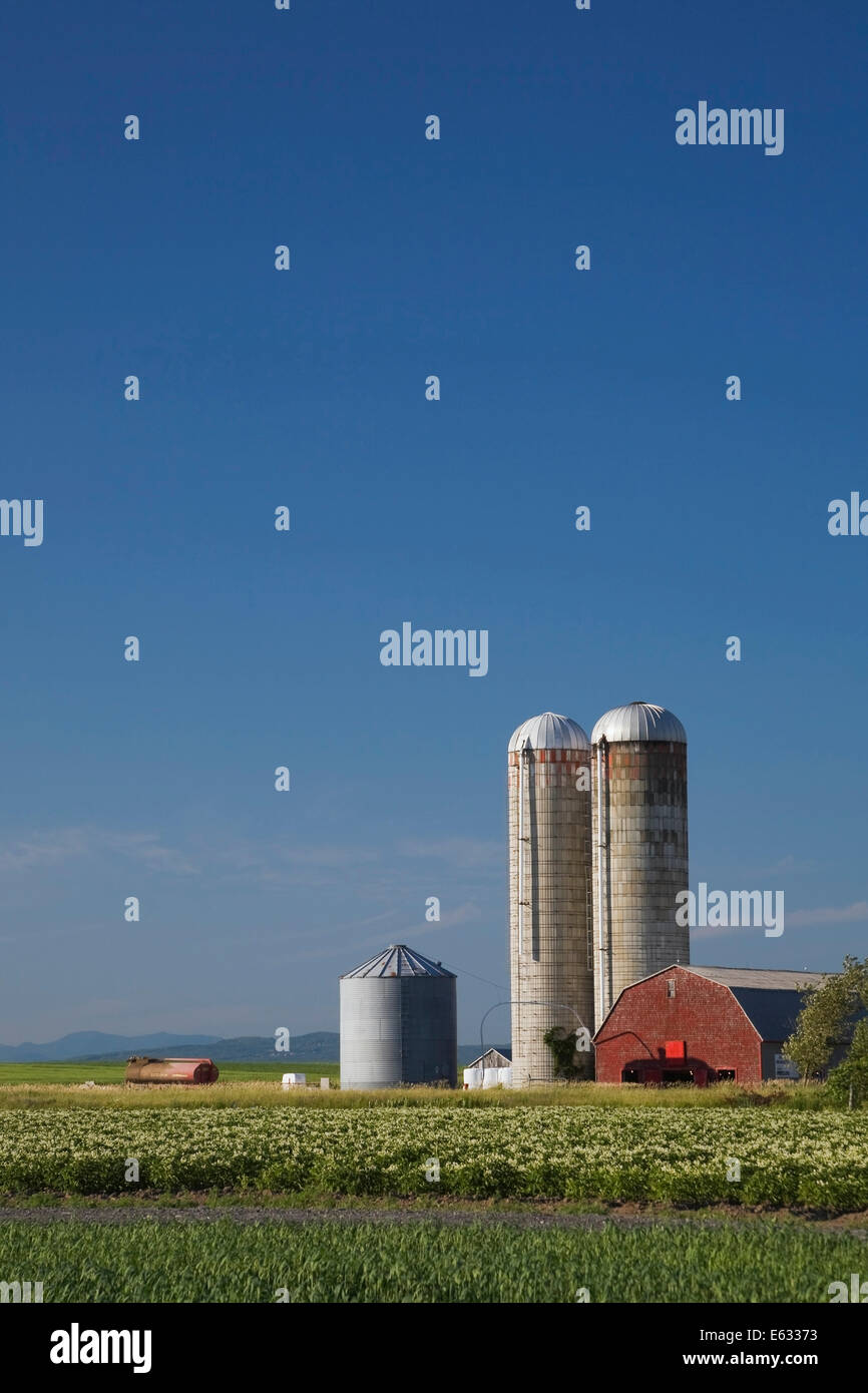 Gerste und Kartoffeln Feld mit einem Bauernhof Gebäude und zwei Getreide Silos, Saint-Jean, Ile d ' Orleans, Quebec, Kanada Stockfoto