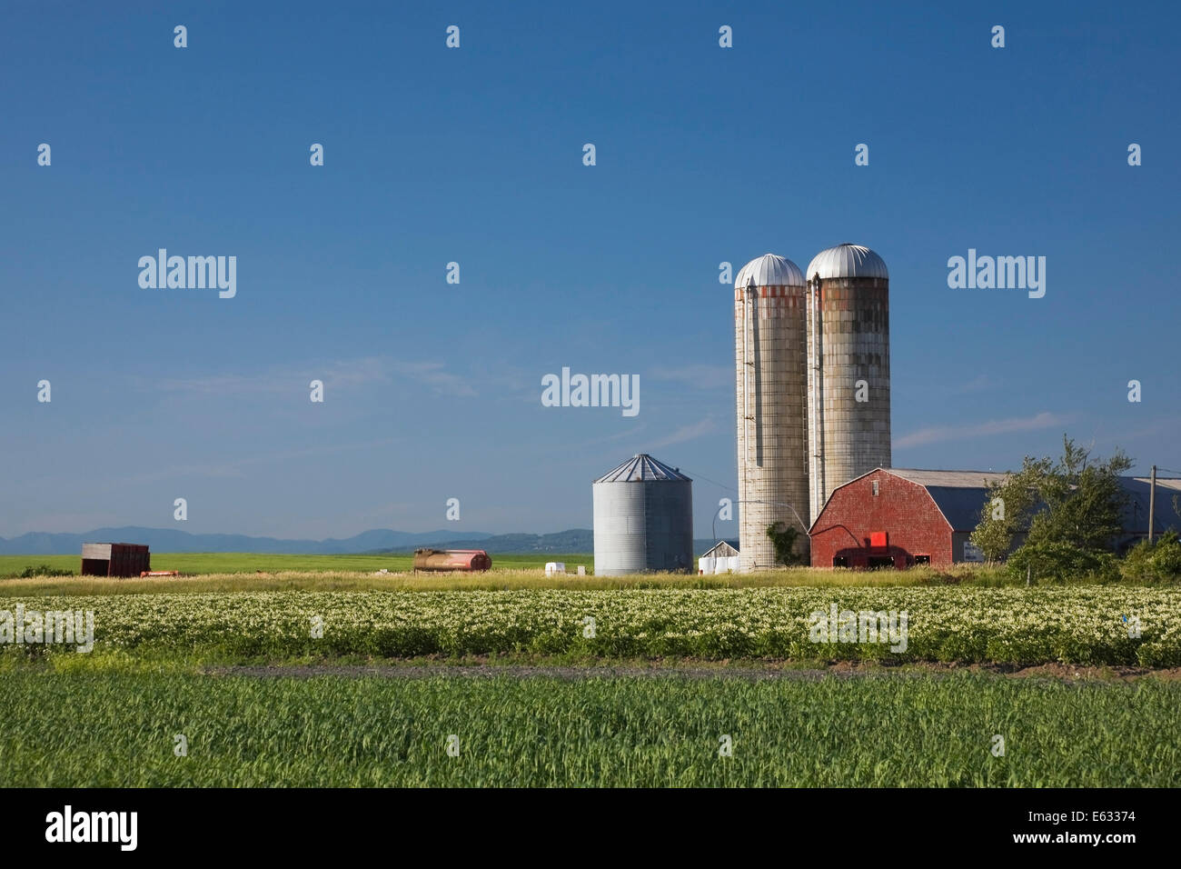 Gerste und Kartoffeln Feld mit einem Bauernhof Gebäude und zwei Getreide Silos, Saint-Jean, Ile d ' Orleans, Quebec, Kanada Stockfoto