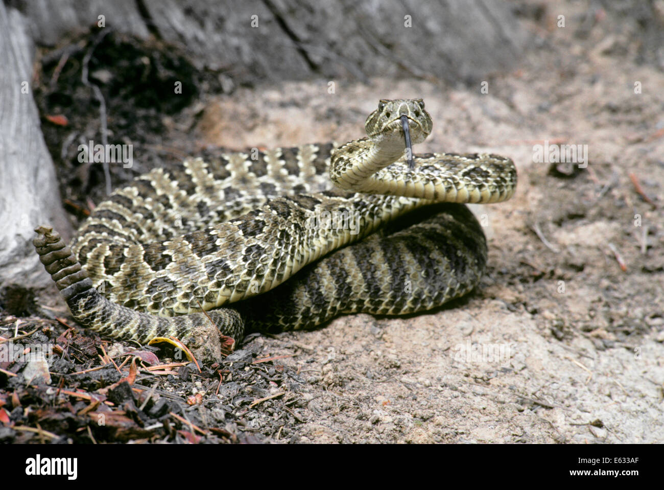 WESTERN RATTLER Crotalus Viridis AUFGEWICKELT, LOOKING AT Kamera schlagen Stockfoto