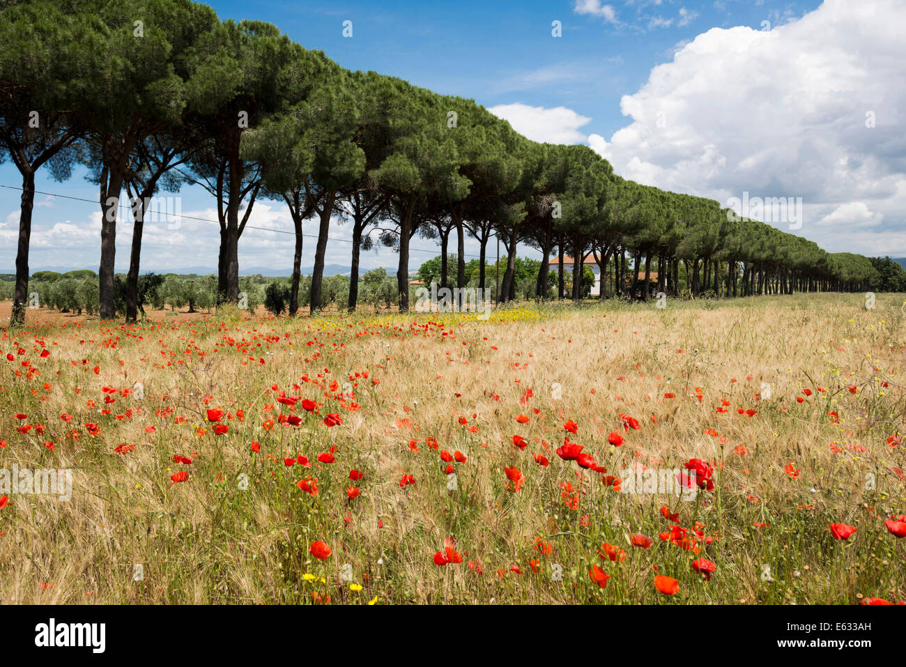 Pine Avenue und Mohn Feld, natürlichen Park der Maremma bei Grosseto, Toskana, Italien Stockfoto
